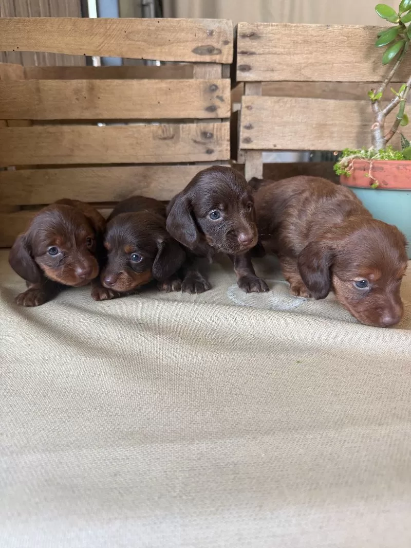Mini Dachshund coming soon