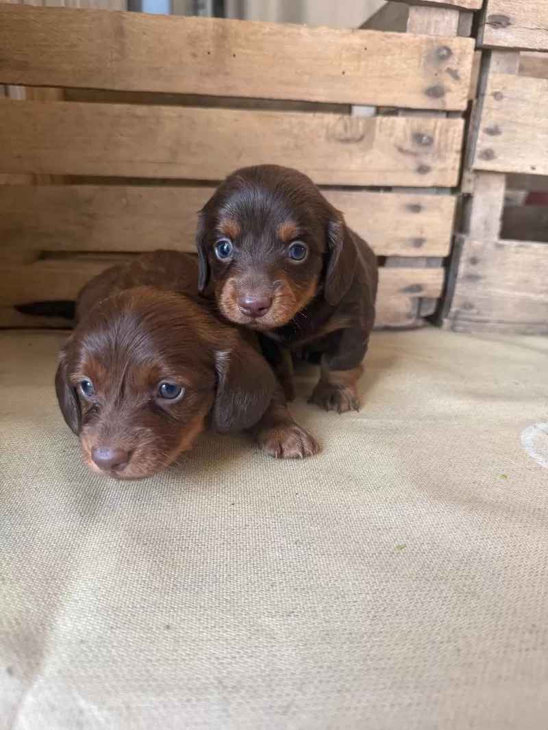 Mini Dachshund coming soon