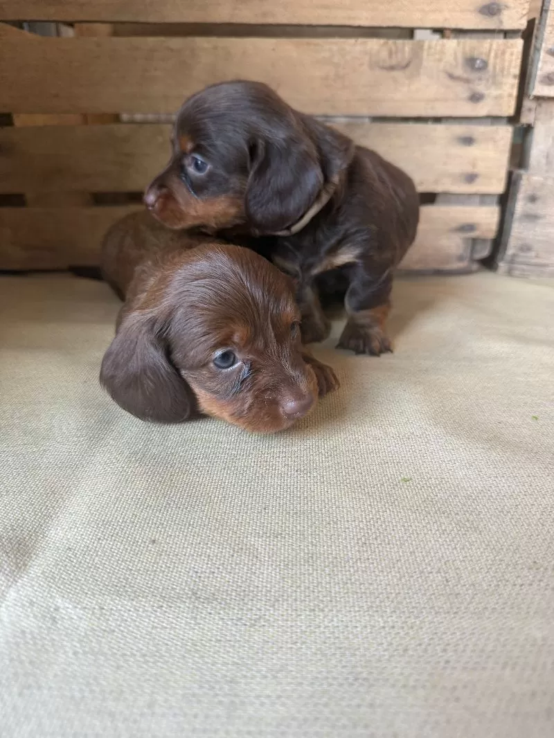 Mini Dachshund coming soon