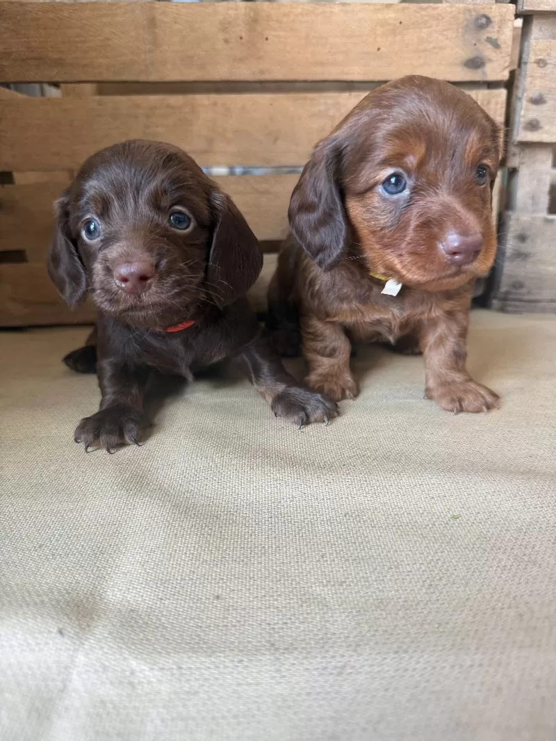Mini Dachshund coming soon