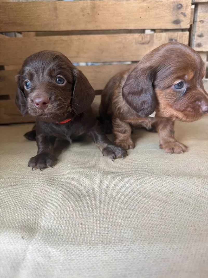 Mini Dachshund coming soon