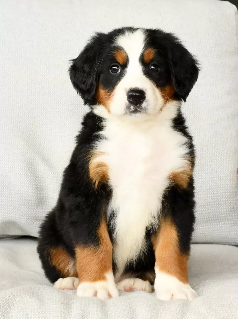 Ranger