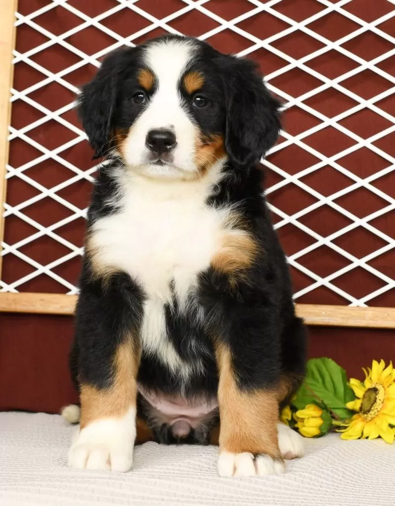 Roxie