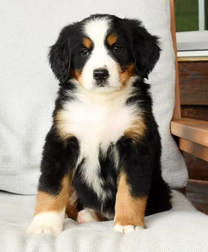 Roxie