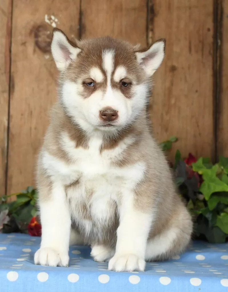 Oakley