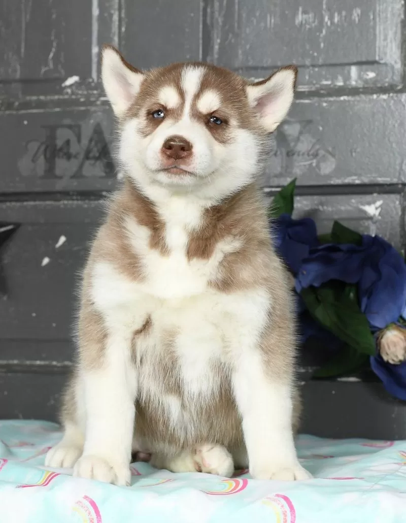 Oakley