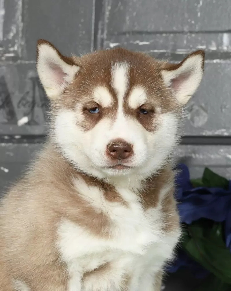 Oakley