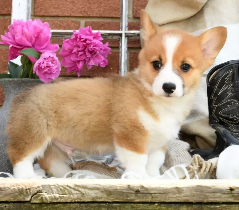 Roscoe