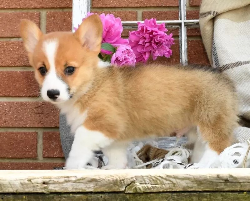 Roscoe