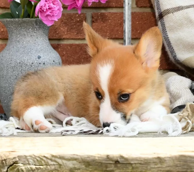 Roscoe