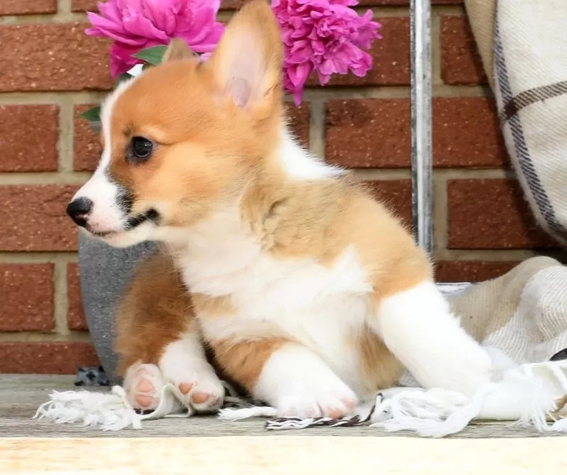 Roscoe
