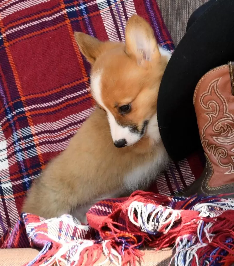 Roscoe