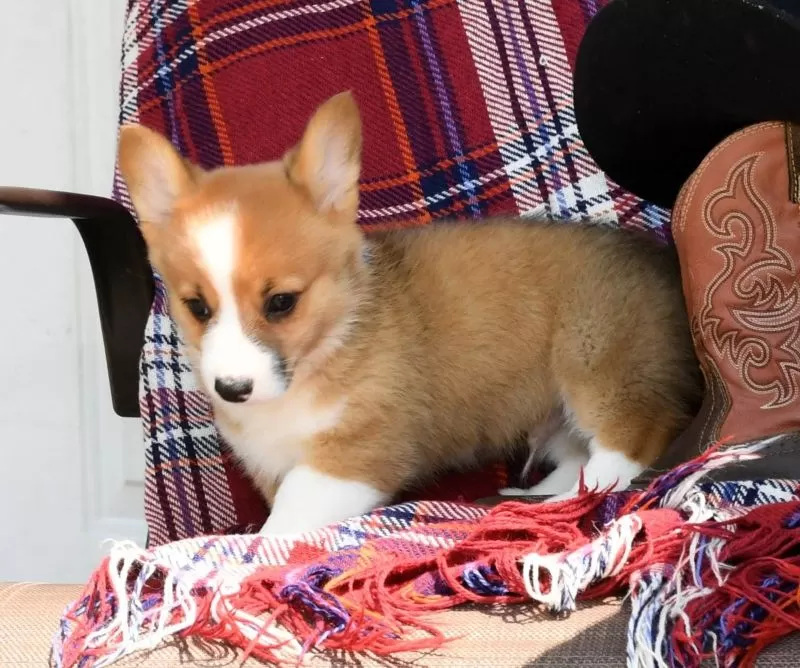Roscoe