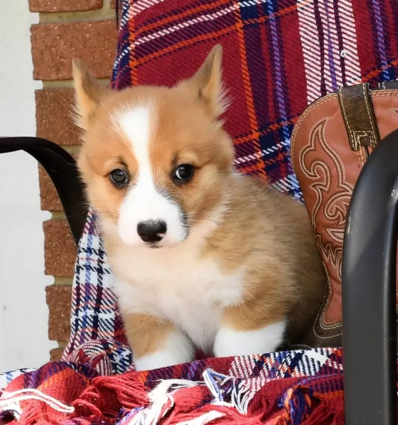 Roscoe