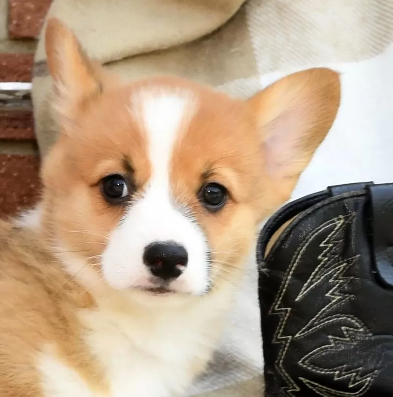 Roscoe