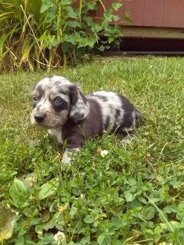 Mini Dachshund coming soon