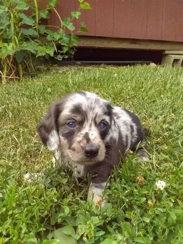 Mini Dachshund coming soon