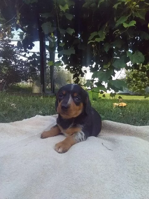 Mini Dachshund coming soon