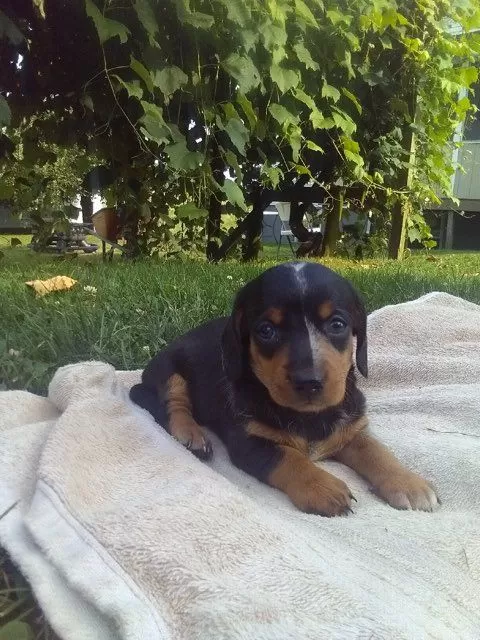 Mini Dachshund coming soon