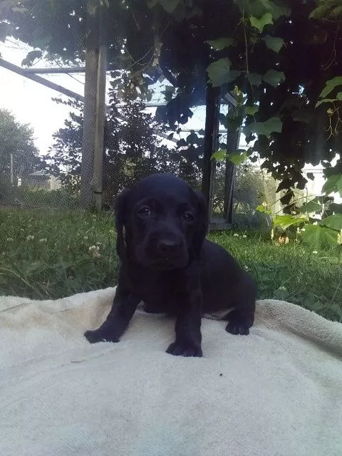 Mini Dachshund coming soon