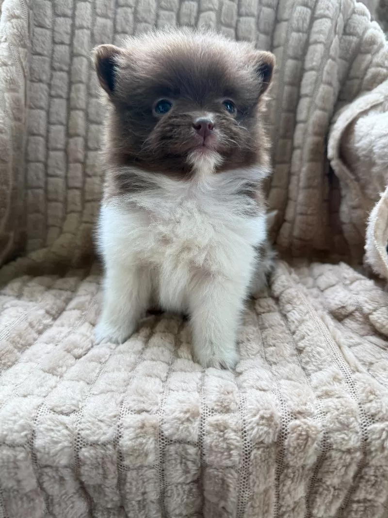 Little Lucy