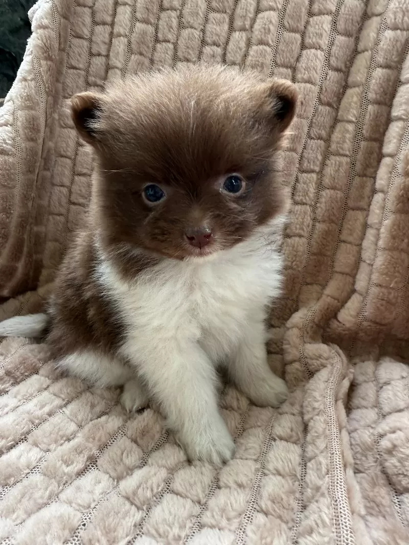 Little Lucy