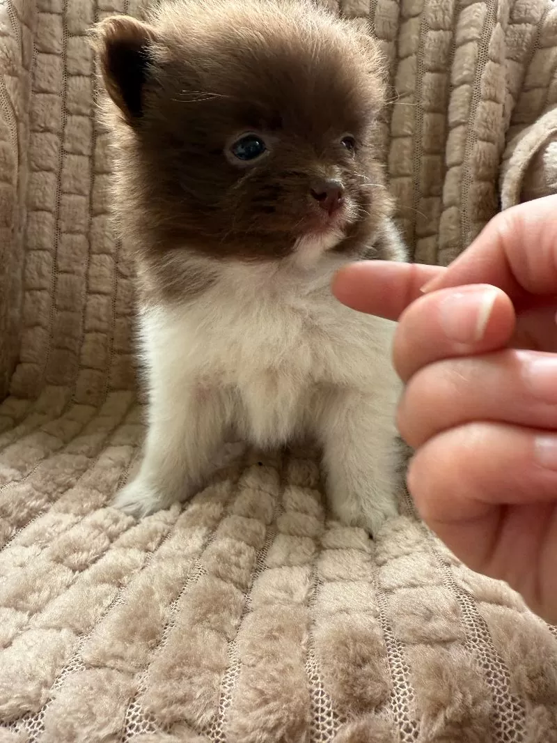 Little Lucy