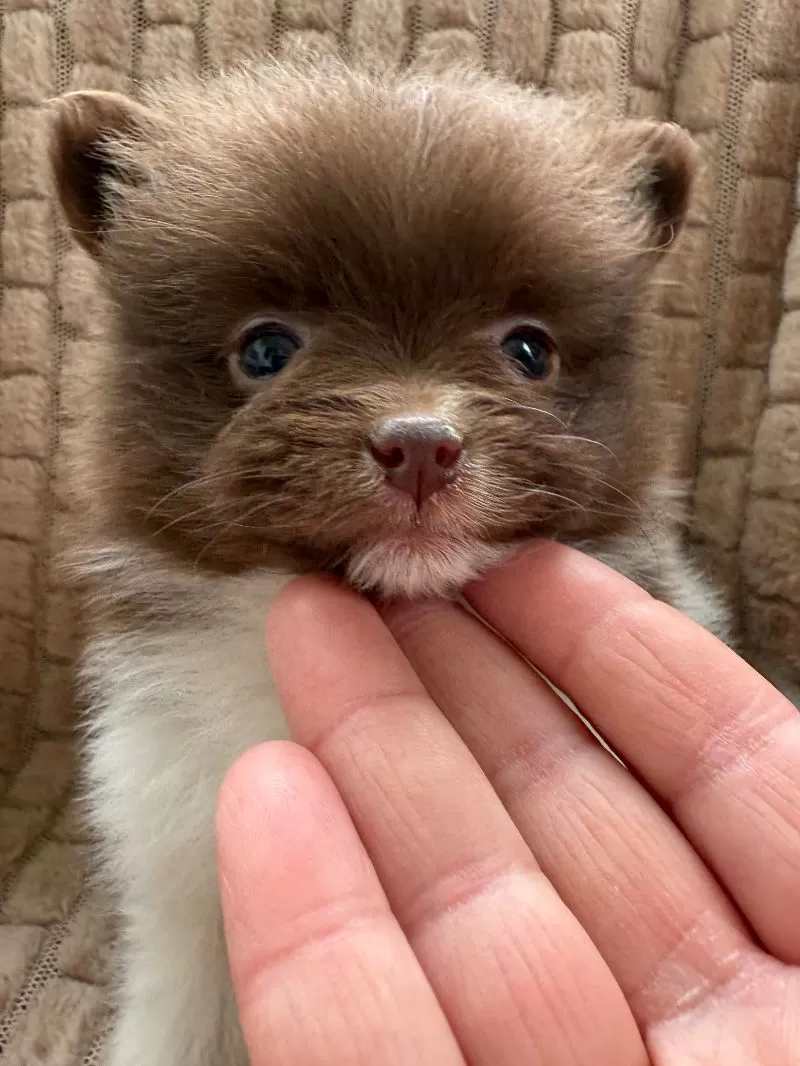 Little Lucy