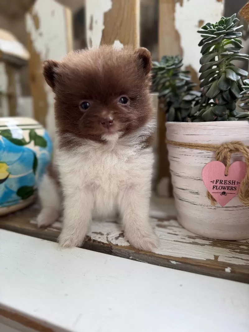 Little Lucy
