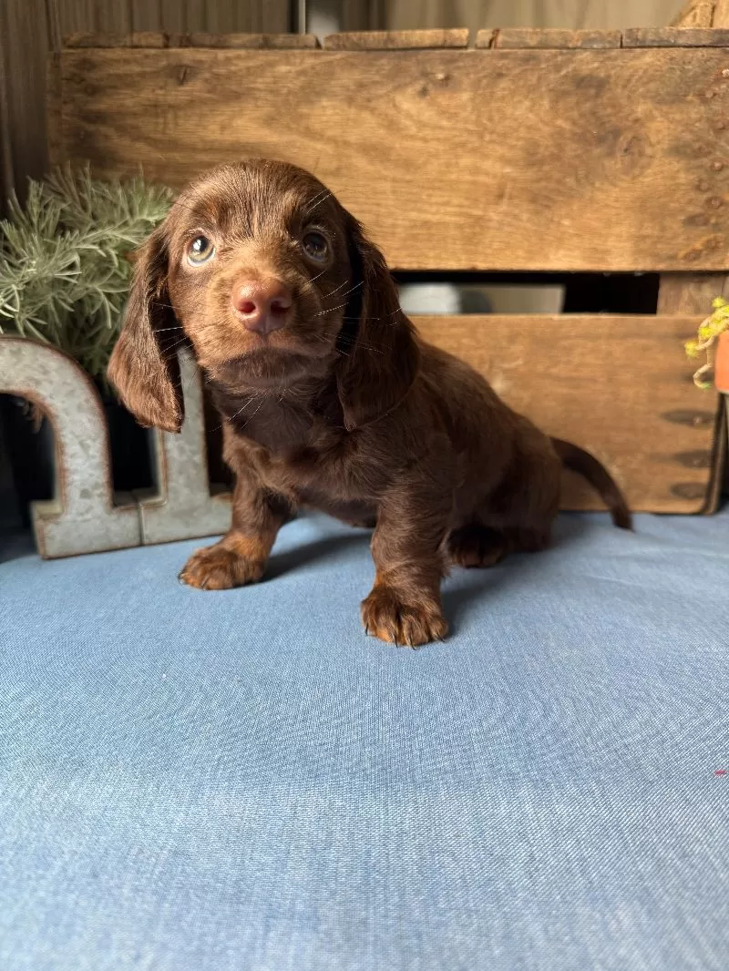 Hershey
