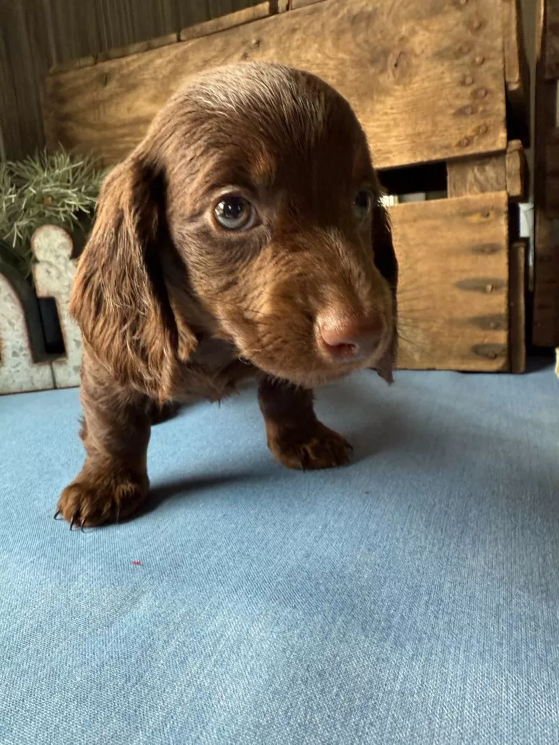 Hershey