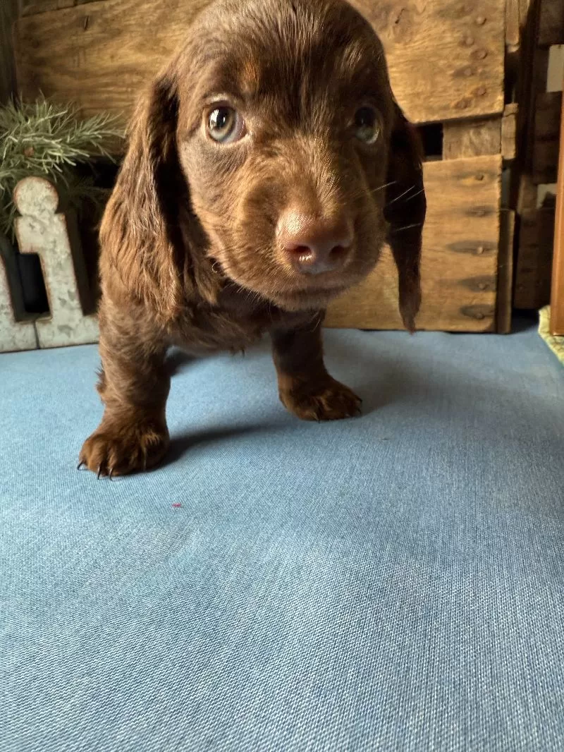 Hershey