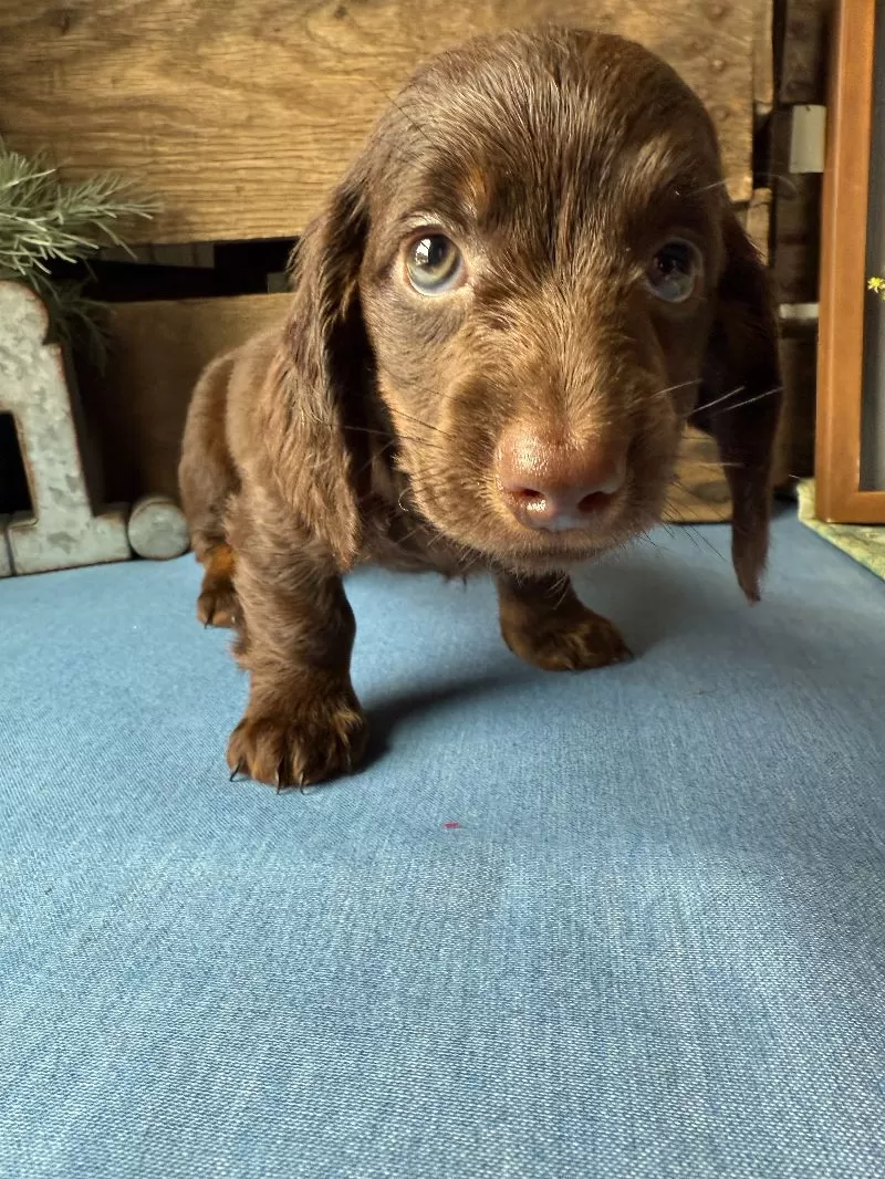 Hershey