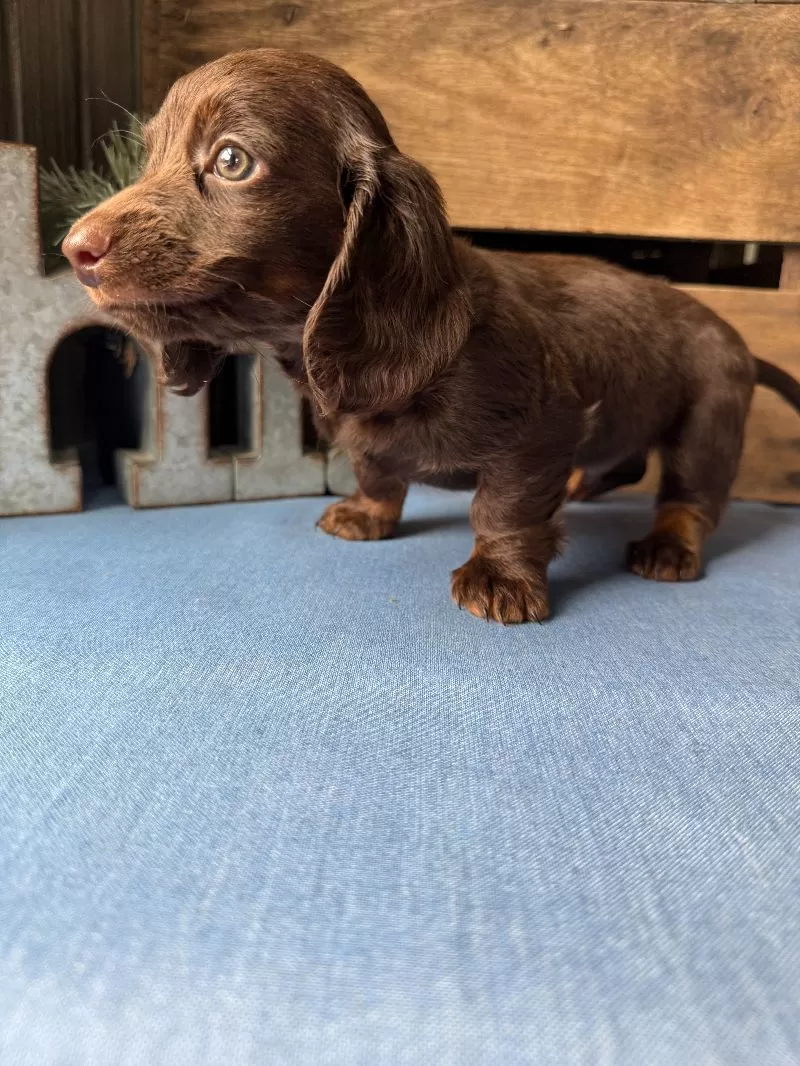 Hershey