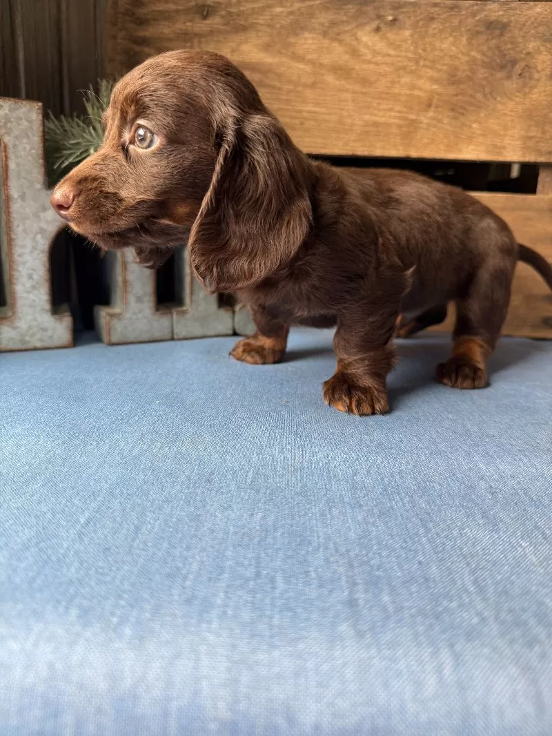 Hershey