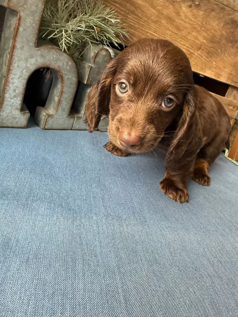 Hershey