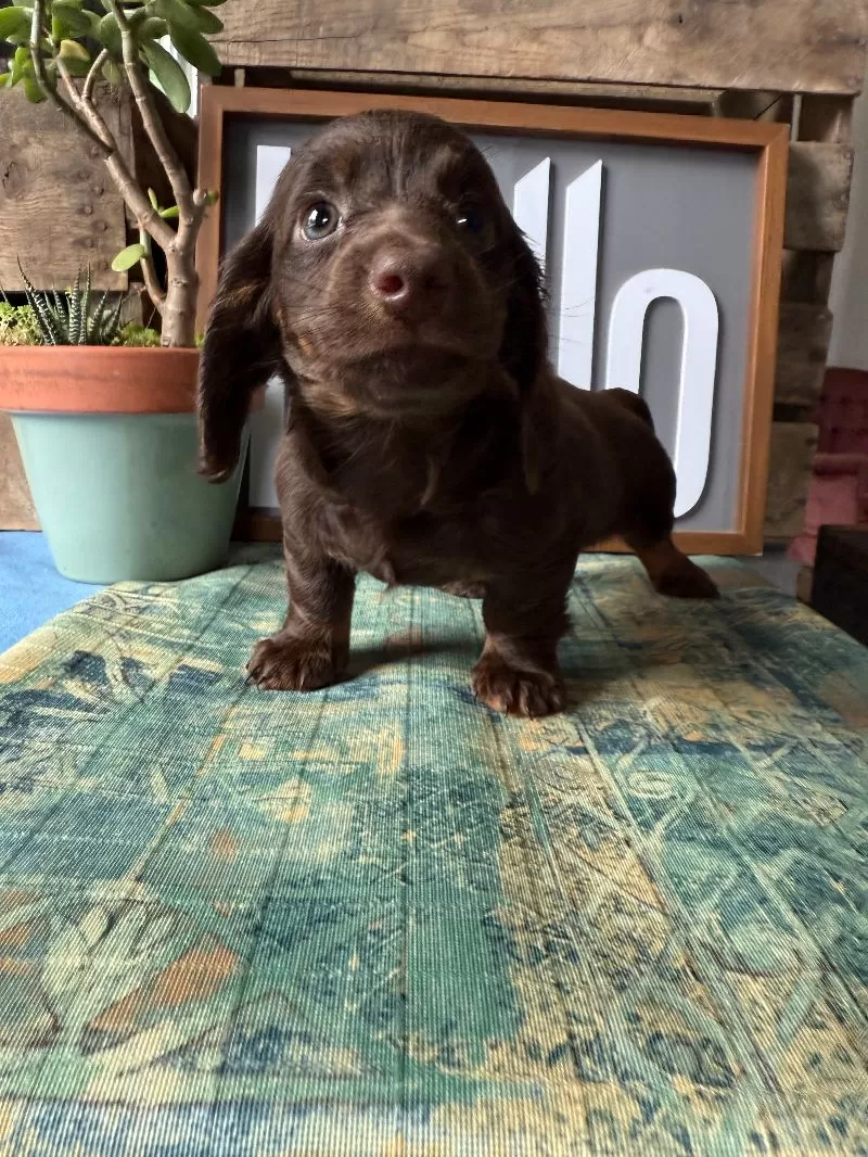 Hershey