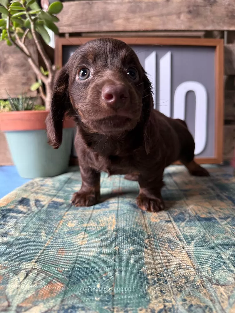 Hershey
