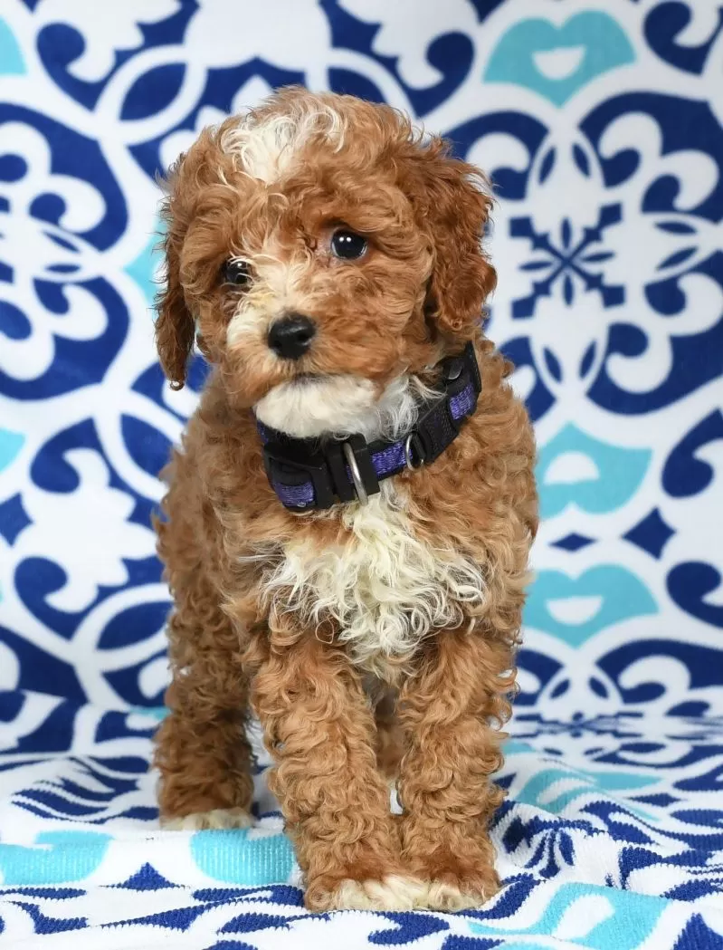 Bella