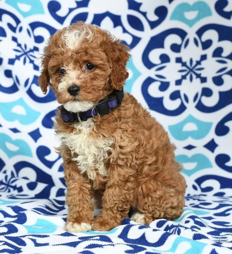 Bella