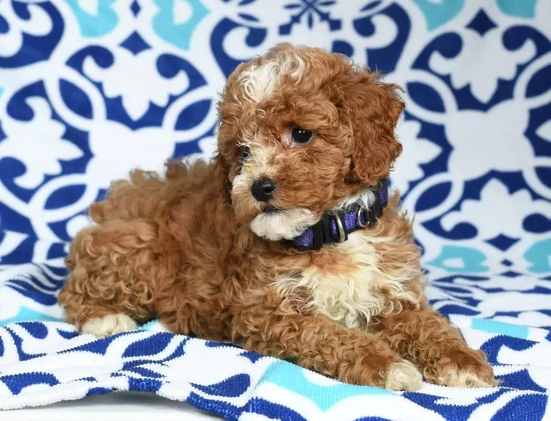 Bella