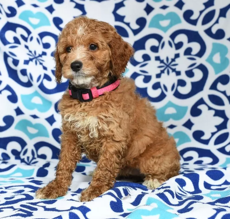 Ginger