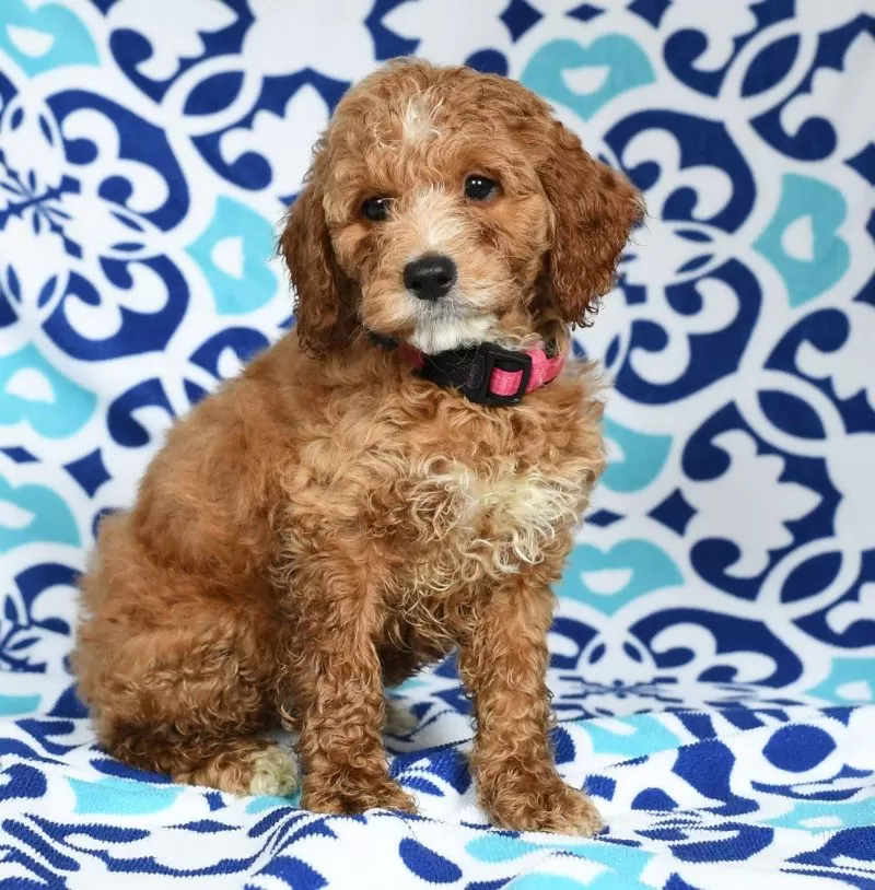 Ginger