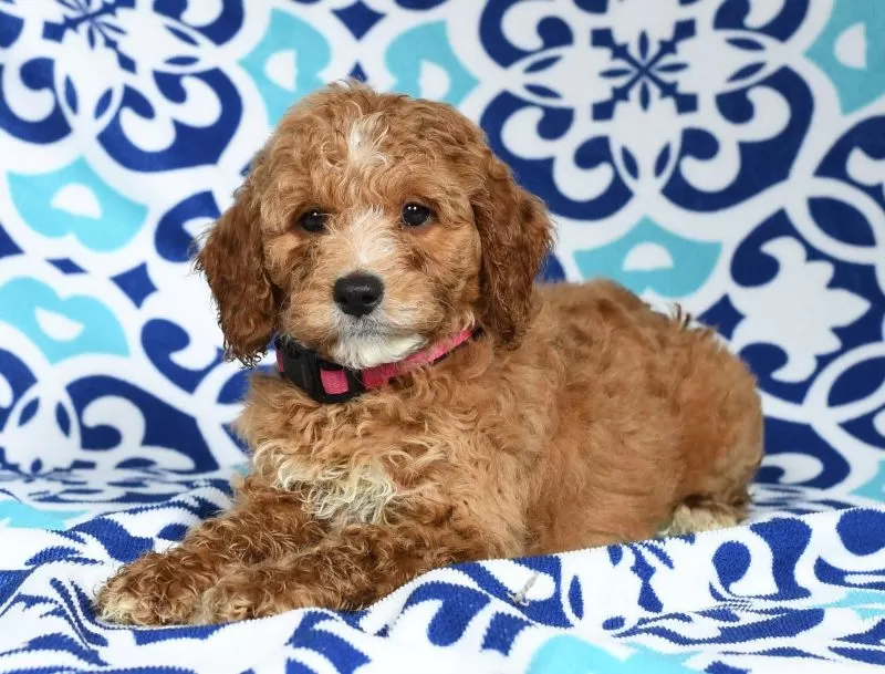 Ginger