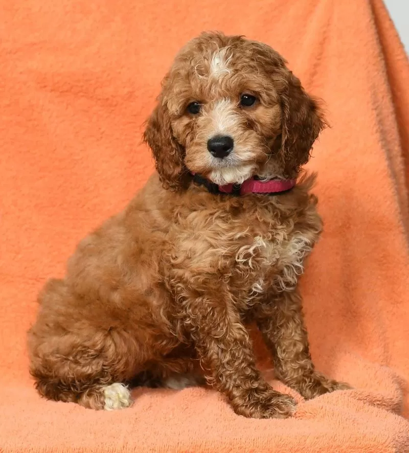 Ginger