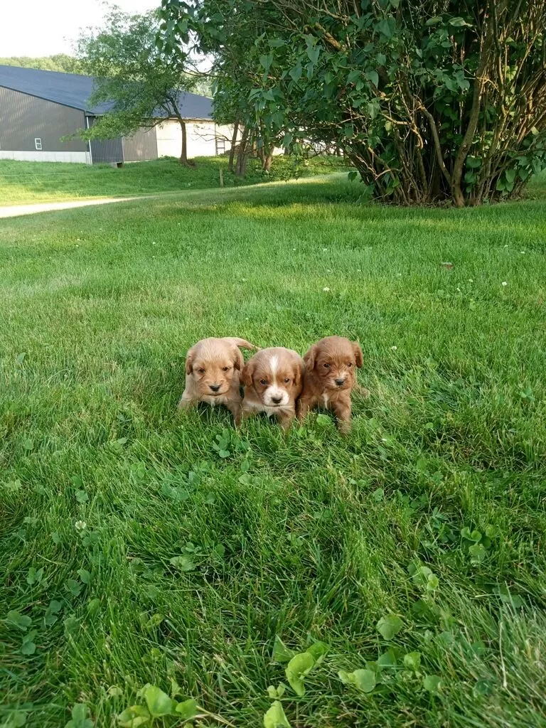 Cavapoos coming soon