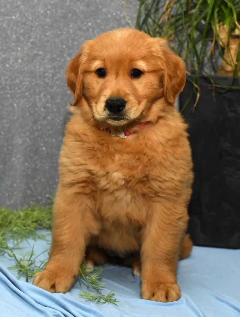 Mindy