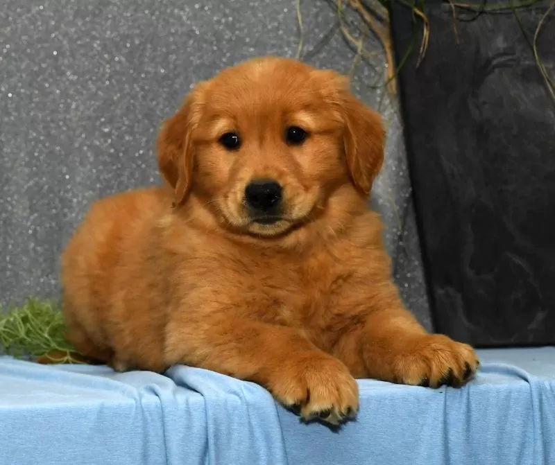 Mindy