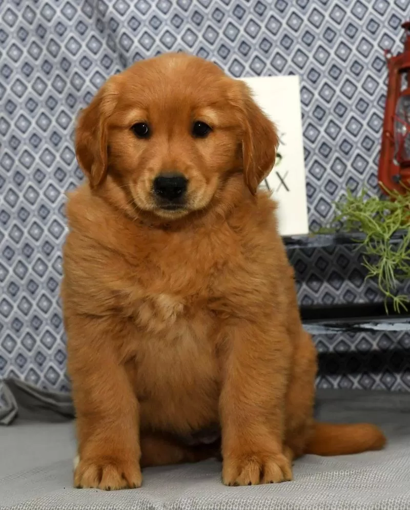 Mindy