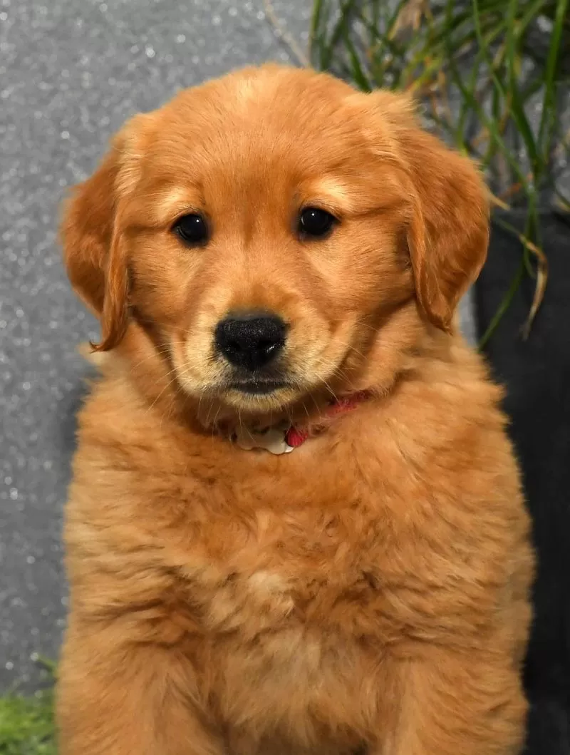 Mindy